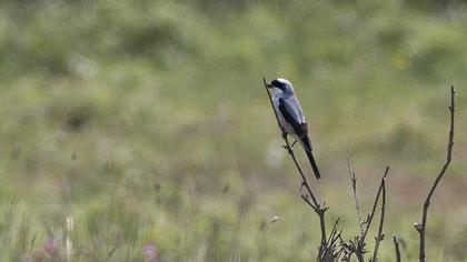 Karaalınlı örümcekkuşu