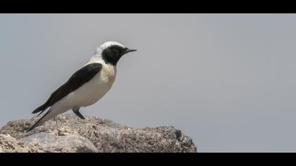 Karakulaklı kuyrukkakan