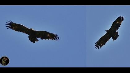 Küçük orman kartalı