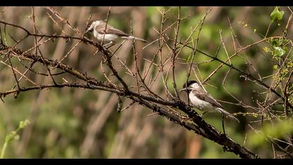 Akyanaklı baştankara