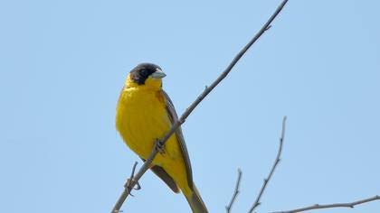 Karabaşlı kirazkuşu