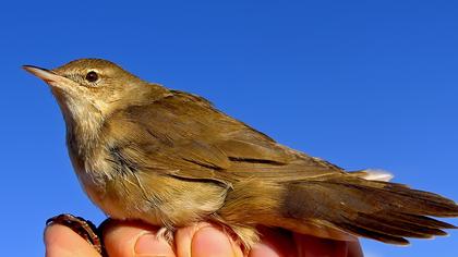 Bataklık kamışçını