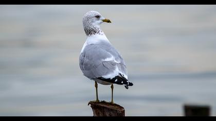 Küçük gümüş martı