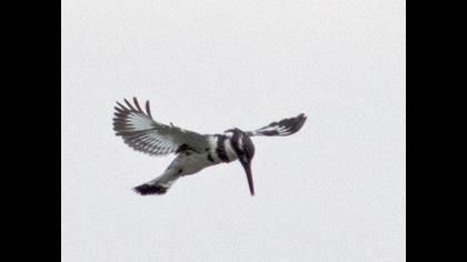 Alaca yalıçapkını