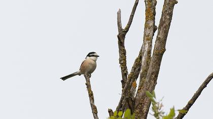 Maskeli örümcekkuşu