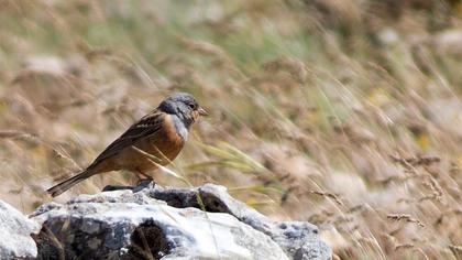 Cretzschmar`s Bunting