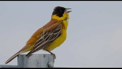 Karabaşlı kirazkuşu