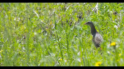 Bıldırcınkılavuzu
