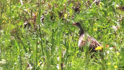 Bıldırcınkılavuzu