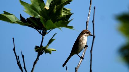 Kızılsırtlı örümcekkuşu