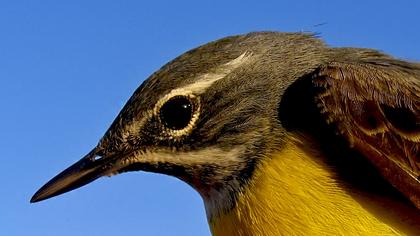 Dağ kuyruksallayanı