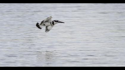 Alaca yalıçapkını