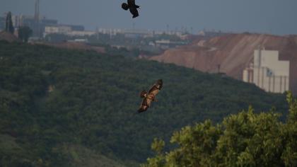 Küçük orman kartalı