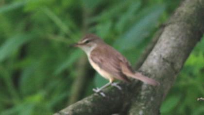 Büyük kamışçın