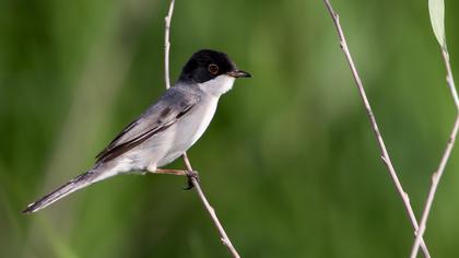 Pembegöğüslü ötleğen