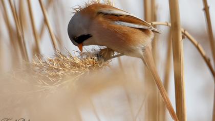 Bıyıklı baştankara