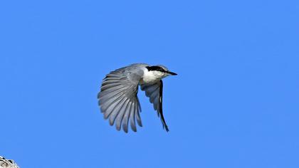 Büyük kaya sıvacısı