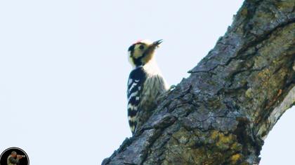 Küçük ağaçkakan