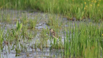 Orman düdükçünü
