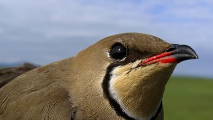 Bataklıkkırlangıcı