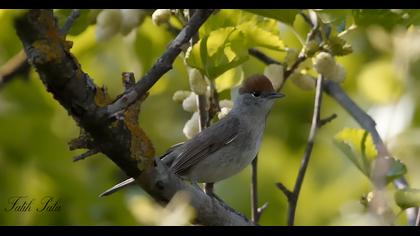 Karabaşlı ötleğen