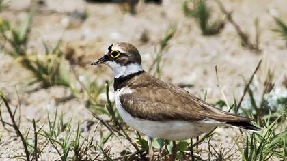 Halkalı küçük cılıbıt