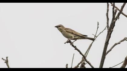 Sarıboğazlı serçe