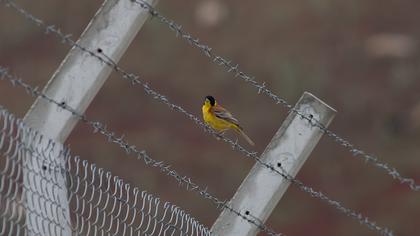 Karabaşlı kirazkuşu