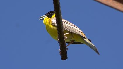 Karabaşlı kirazkuşu