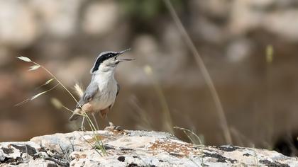 Büyük kaya sıvacısı