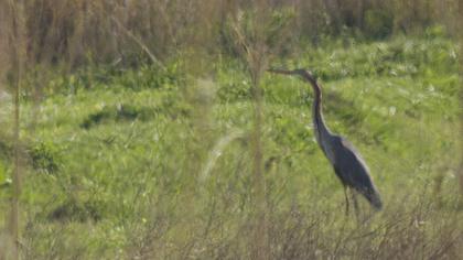 Erguvani balıkçıl