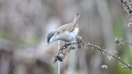 Küçük akgerdanlı ötleğen