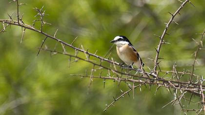 Maskeli örümcekkuşu