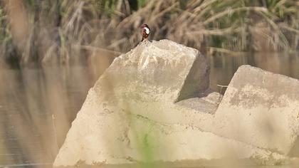 İzmir yalıçapkını