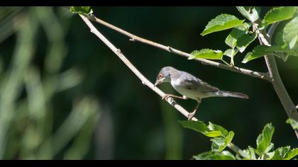 Pembegöğüslü ötleğen