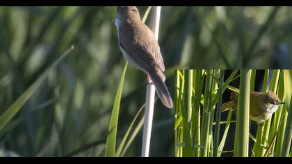 Doğu kamışçını