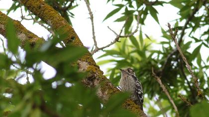 Küçük ağaçkakan