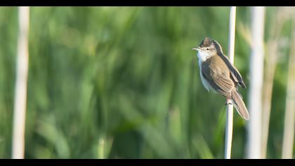 Doğu kamışçını