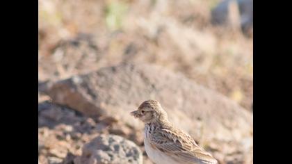 Türkistan çorak toygarı