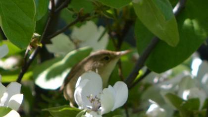 Ağaç kamışçını