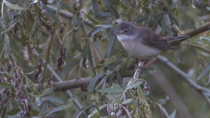 Akgerdanlı ötleğen
