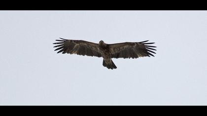 Küçük orman kartalı