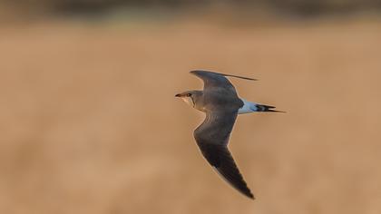 Bataklıkkırlangıcı