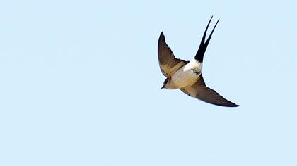 Kızıl kırlangıç