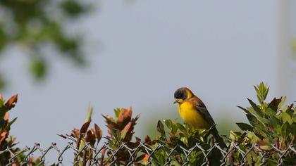 Karabaşlı kirazkuşu