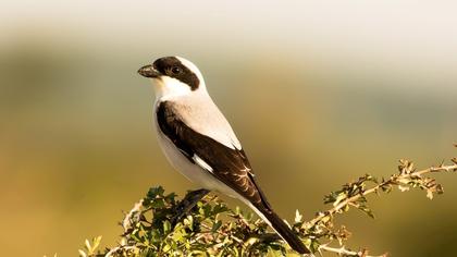 Karaalınlı örümcekkuşu