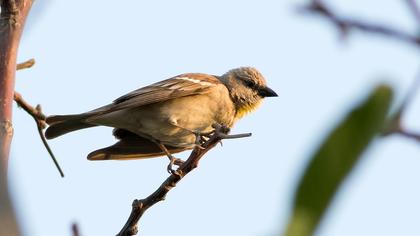 Sarıboğazlı serçe