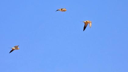 Kılkuyruk bağırtlak