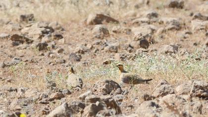 Kılkuyruk bağırtlak