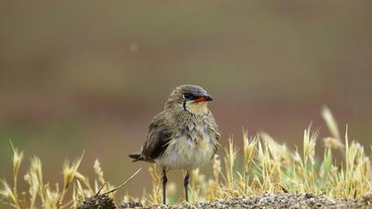 Bataklıkkırlangıcı